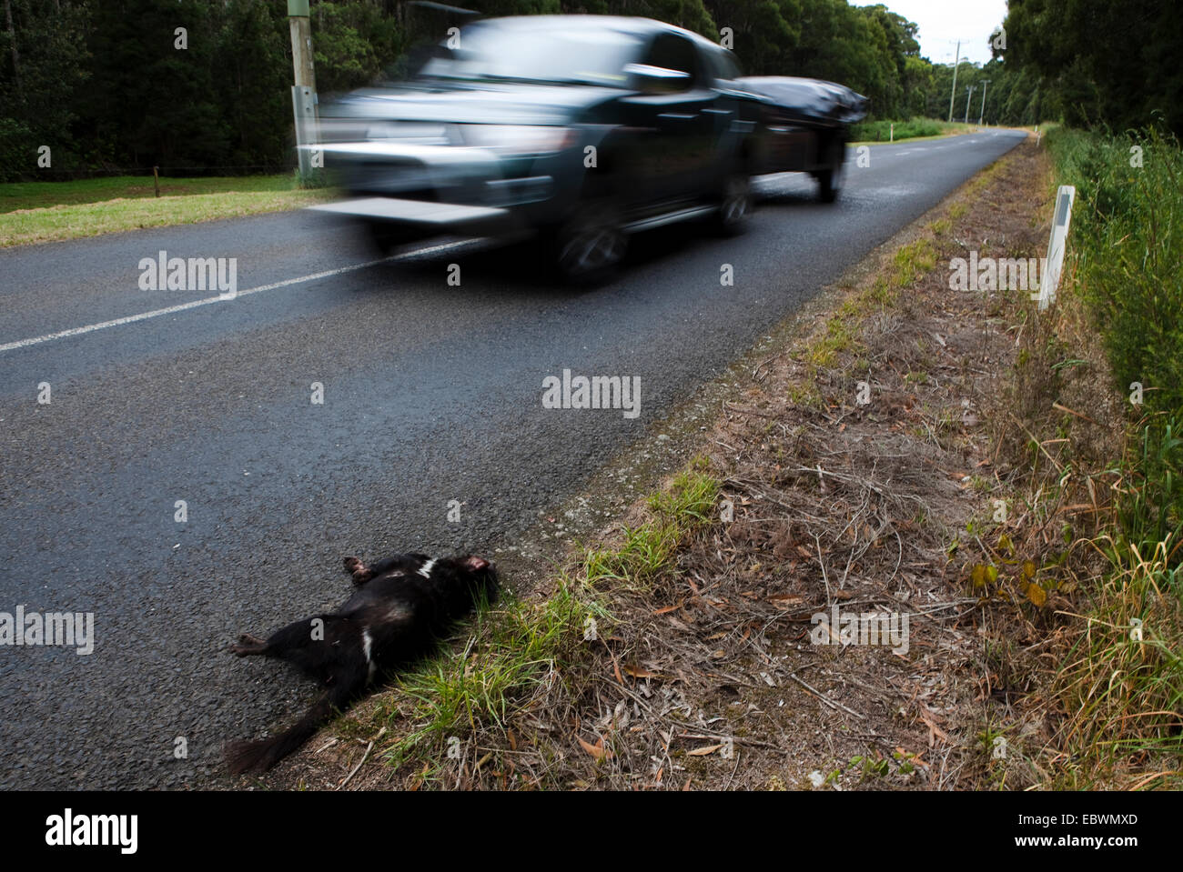 Dead tasmanian devil on the road to Marrawah, north west Tasmania. Stock Photo