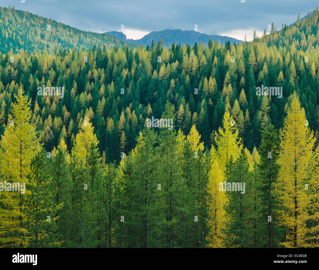 Western larch(tamaracks) in fall color, cover hillsides along the Middle Fork area  west of Glacier National Park, Montana Stock Photo