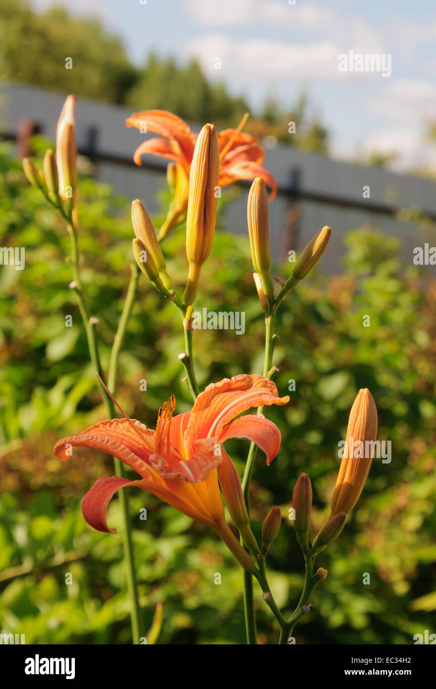 Red lily Stock Photo