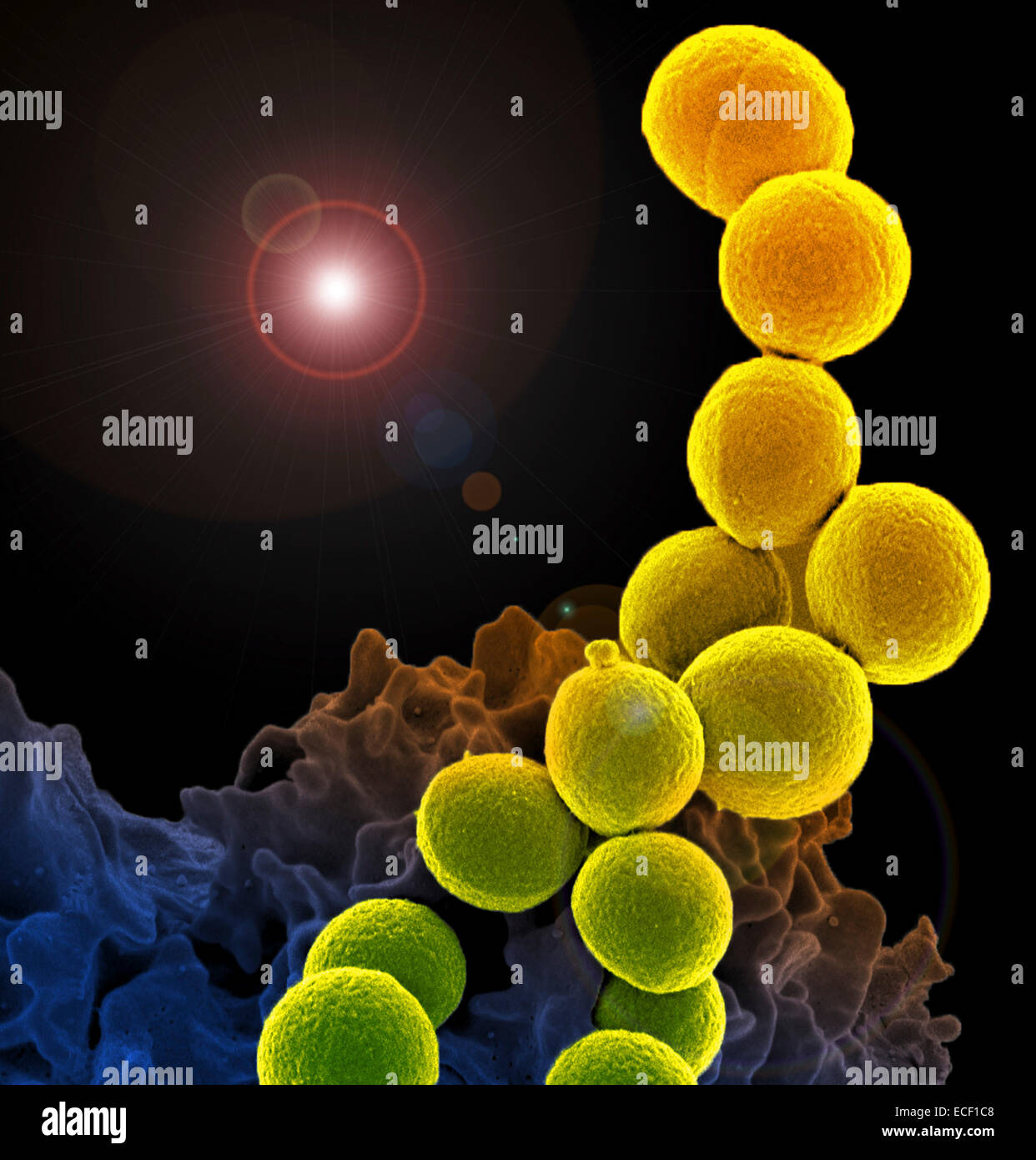 A colorized scanning electron micrograph of a white blood cell eating an antibiotic resistant strain of Staphylococcus aureus ba Stock Photo