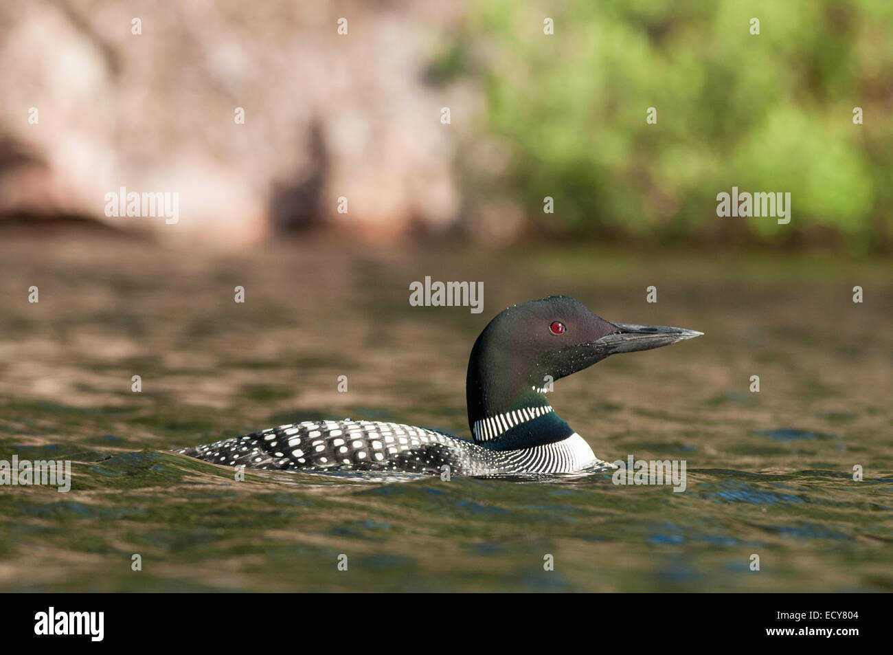 Great northern loon (Gavia immer), Minnesota, United States Stock Photo