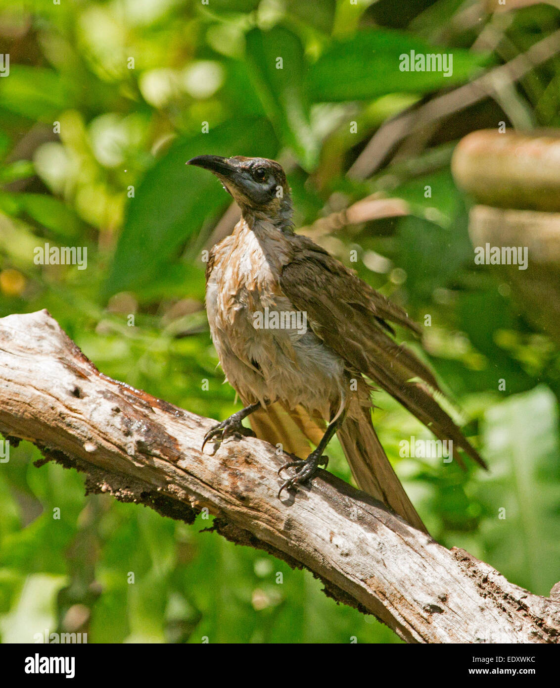 Australian noisy friarbird, Philemon corniculatus soaking wet after bath in garden birdbath, on tree branch against background of green vegetation Stock Photo