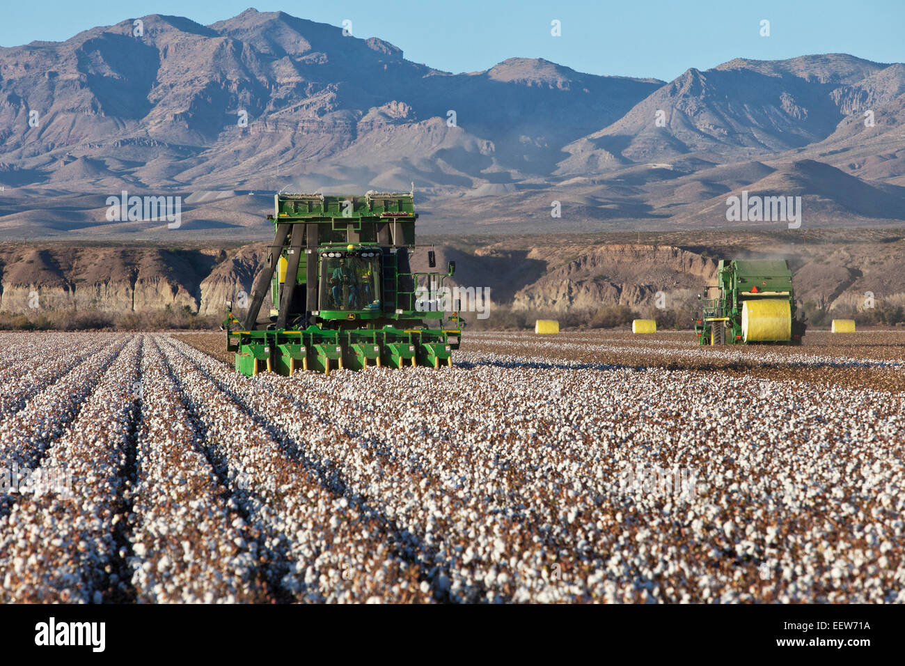 Farmer operating 7760 John Deere Cotton Pickers harvesting field. Stock Photo