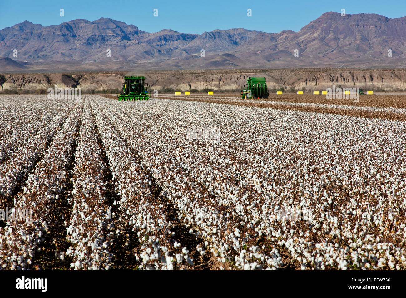 7760 John Deere Cotton Pickers harvesting field. Stock Photo