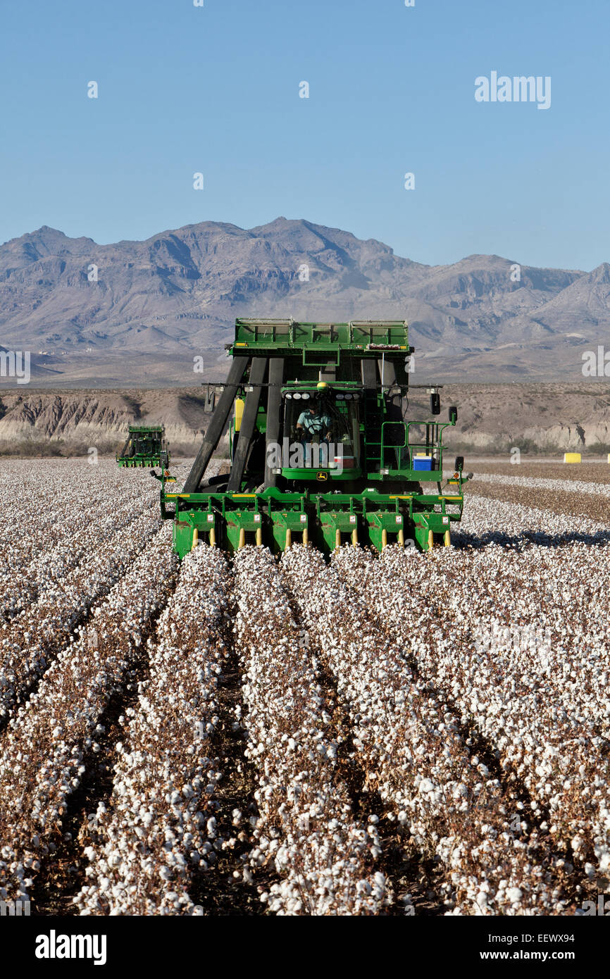 Farmer operating 7760 John Deere Cotton Pickers harvesting field. Stock Photo