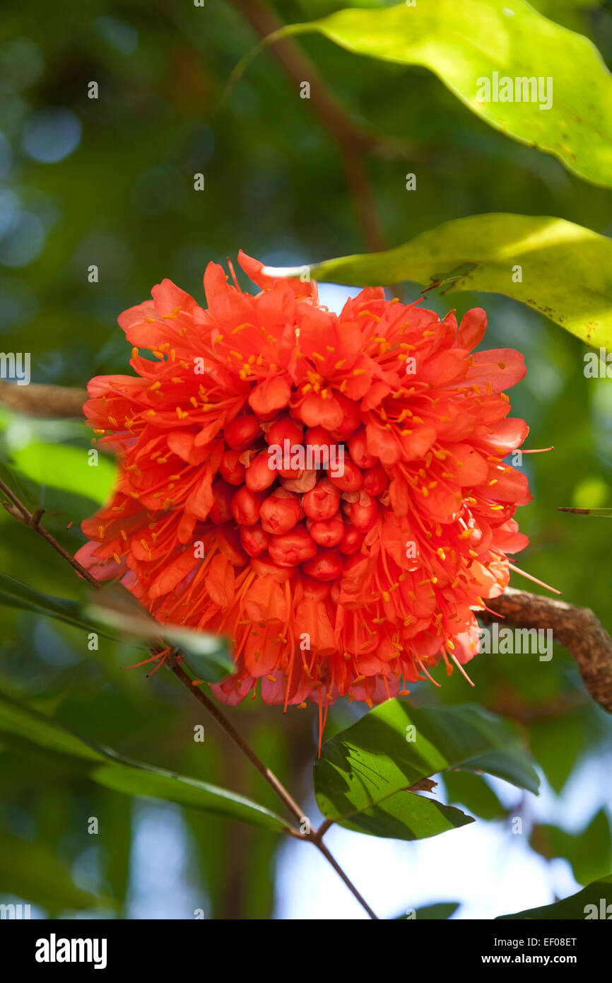 Rose of Venezuela flower outdoors Stock Photo