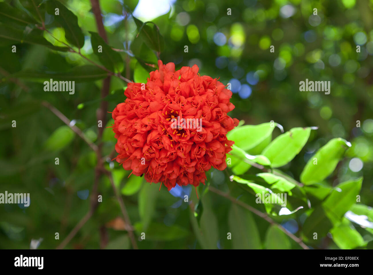 Rose of Venezuela flower outdoors Stock Photo