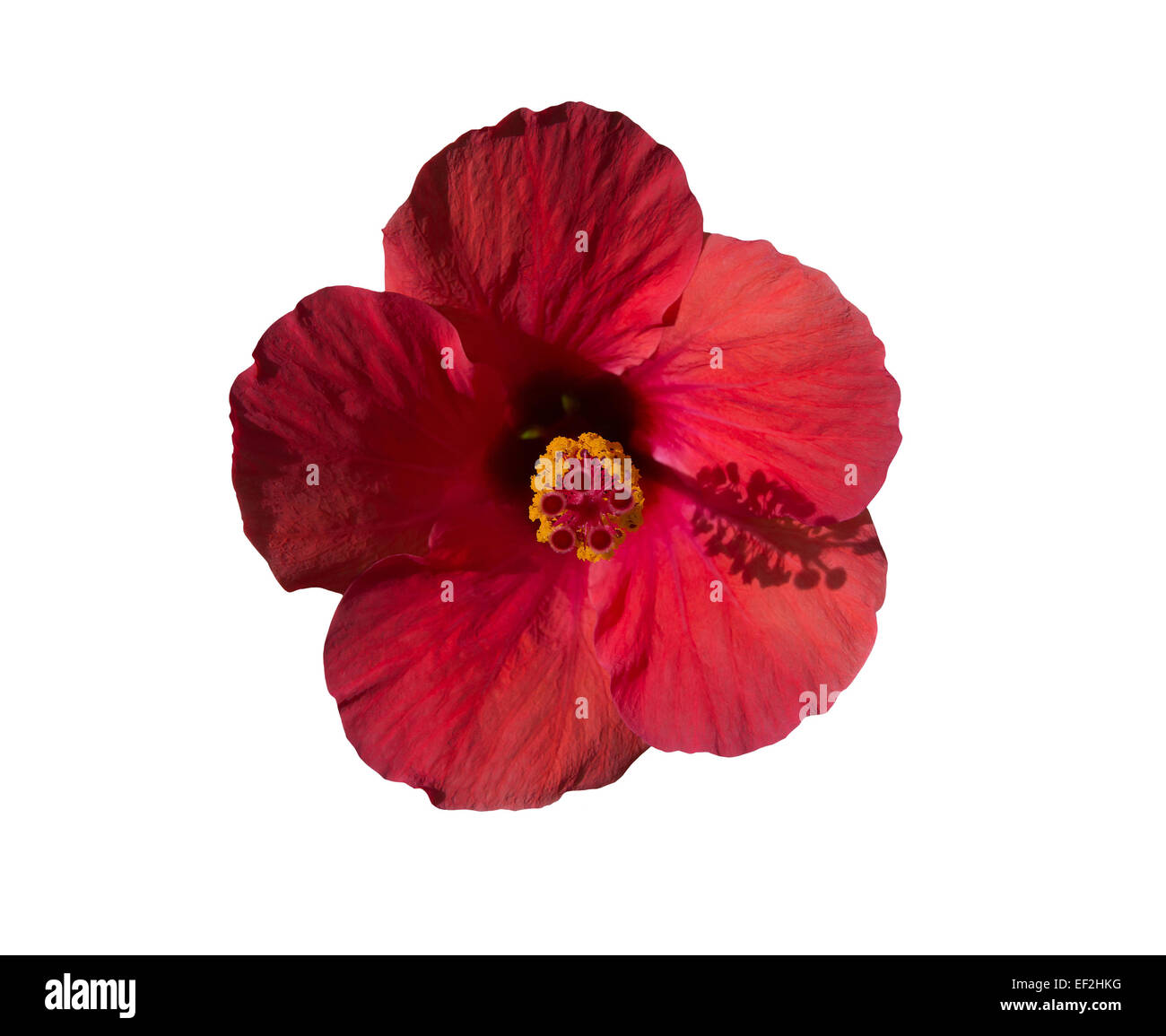 Red hibiscus flower front view with pistil casting shadow at four o'clock, isolated on white. Stock Photo