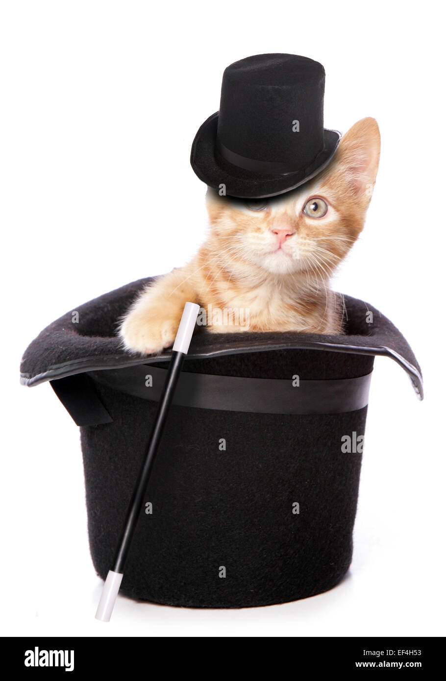 kitten magician inside a top hat cutout Stock Photo