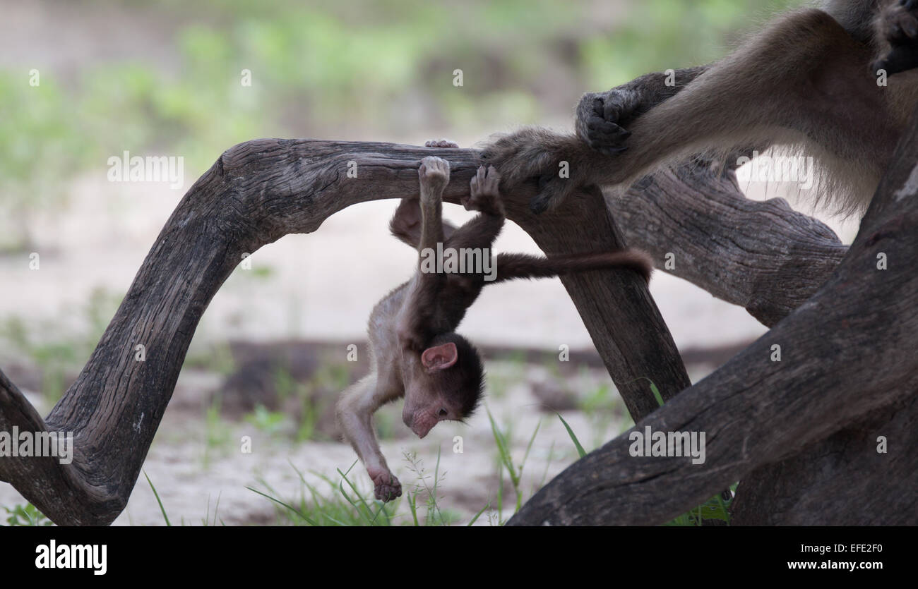 Baby baboon swinging Stock Photo