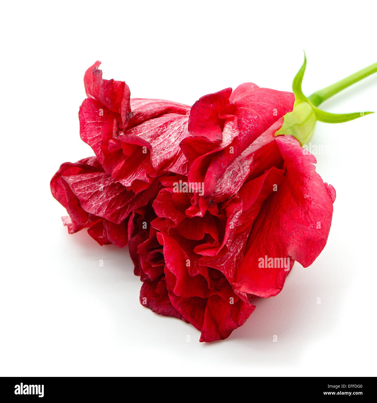 Beautiful red Hibiscus flower isolated on a white background Stock Photo