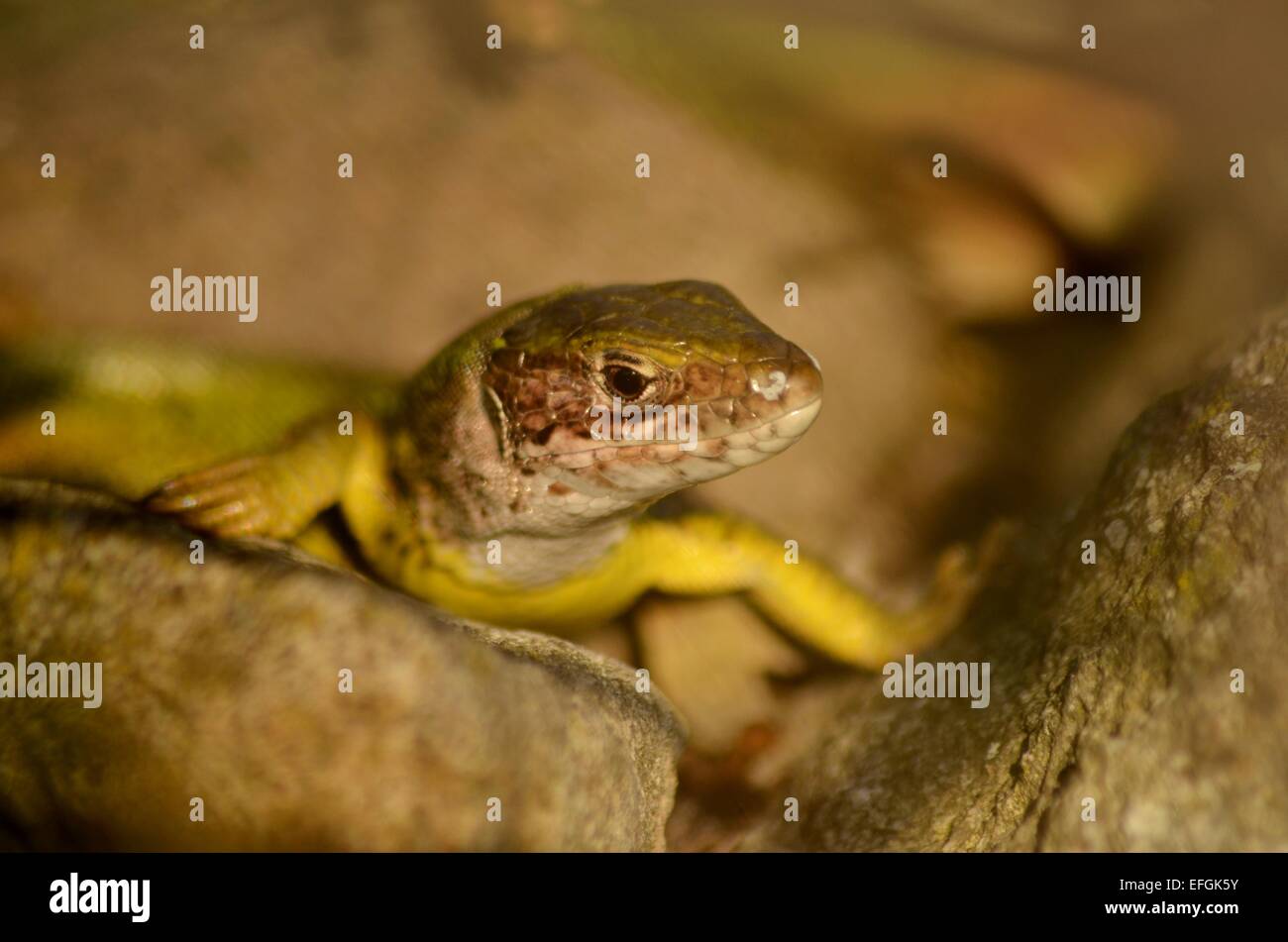 Green lizzard sun-bathe on stone. Stock Photo