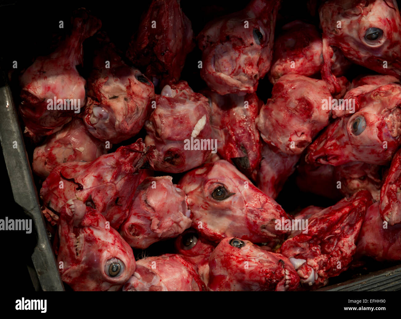 Skinned goats head in a container at a meat market in Athens, Greece Stock Photo