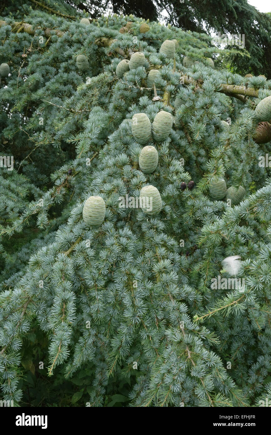 Mature green cones of deodar cedar, Cedrus deodara, on a tree, Berkshire, August Stock Photo