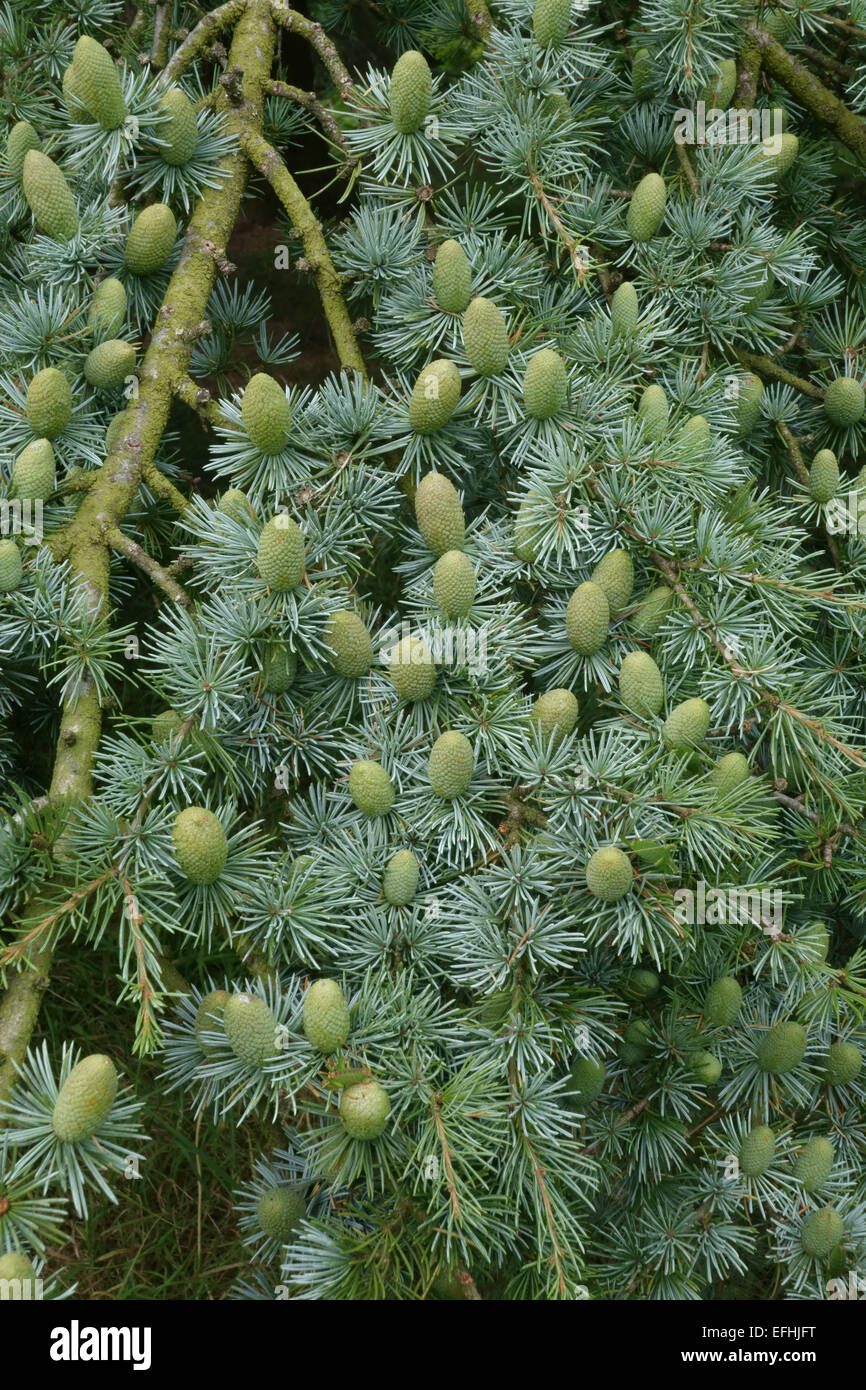 Immature green cones of deodar cedar, Cedrus deodara, on a tree, Berkshire, August Stock Photo