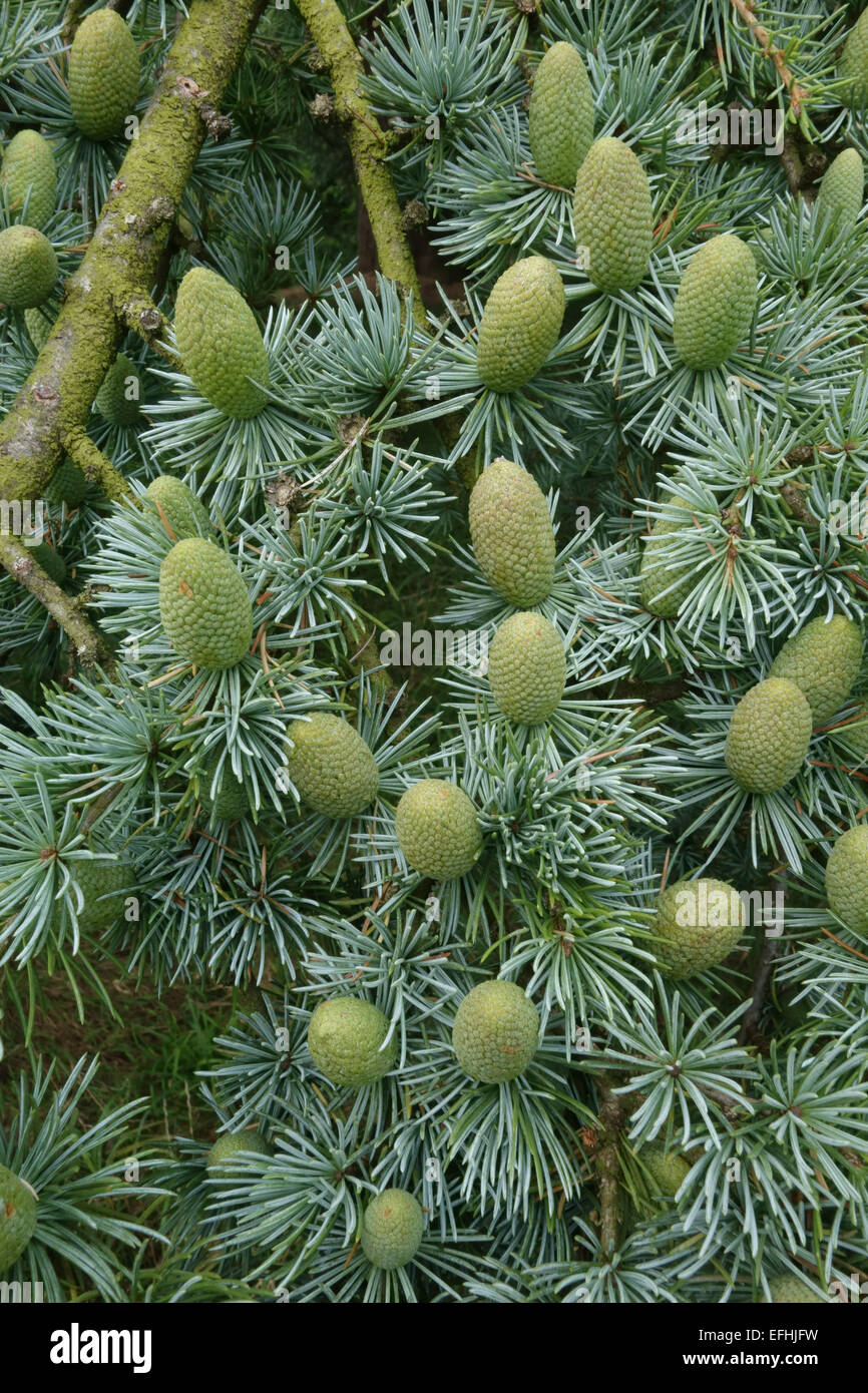 Immature green cones of deodar cedar, Cedrus deodara, on a tree, Berkshire, August Stock Photo