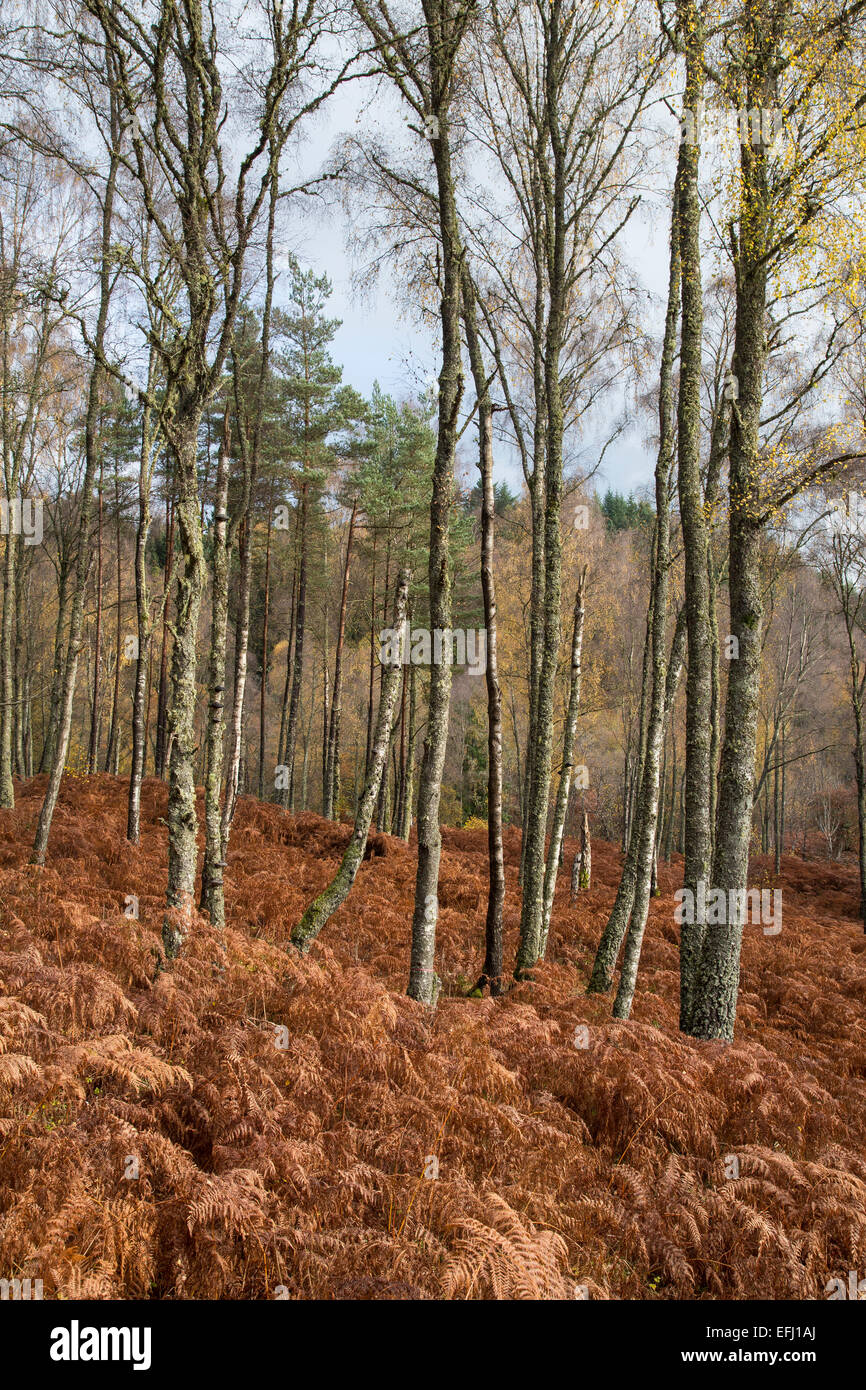 Woodland and Ferns in Winter, Scotland near Pitlochry Stock Photo