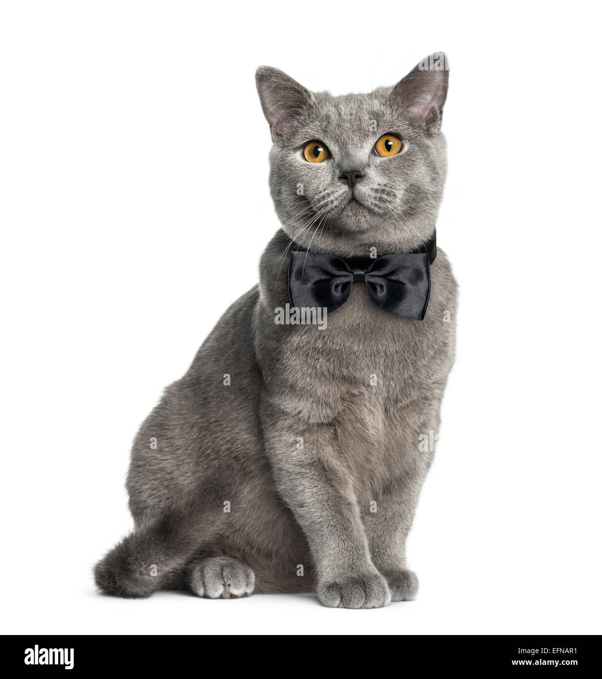 British Shorthair sitting (6 months old) against white background Stock Photo