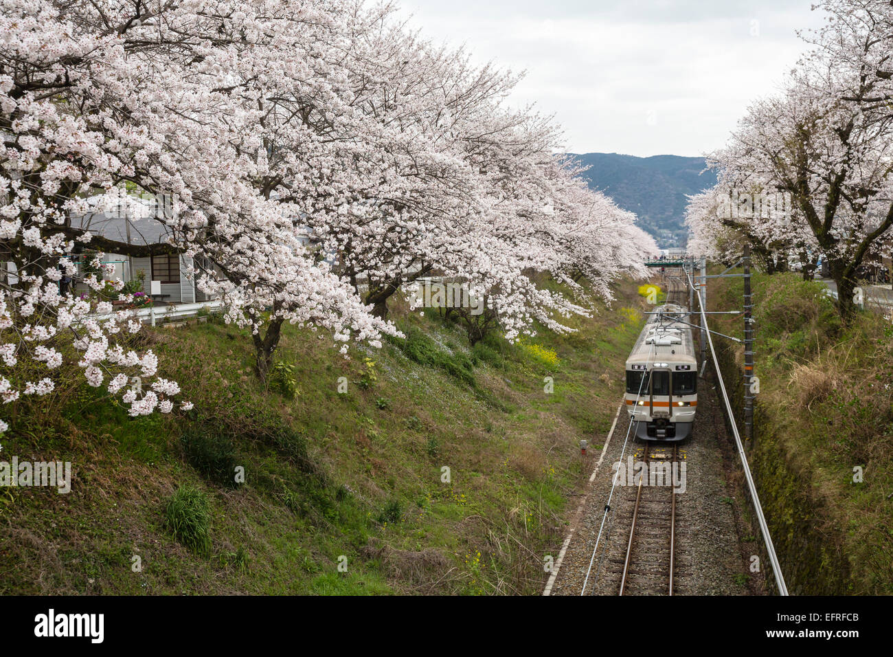 Train and Cherry Blossoms, Kanagawa, Japan Stock Photo