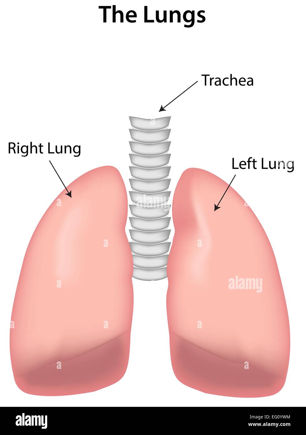 Diagram Of The Lungs Labeled