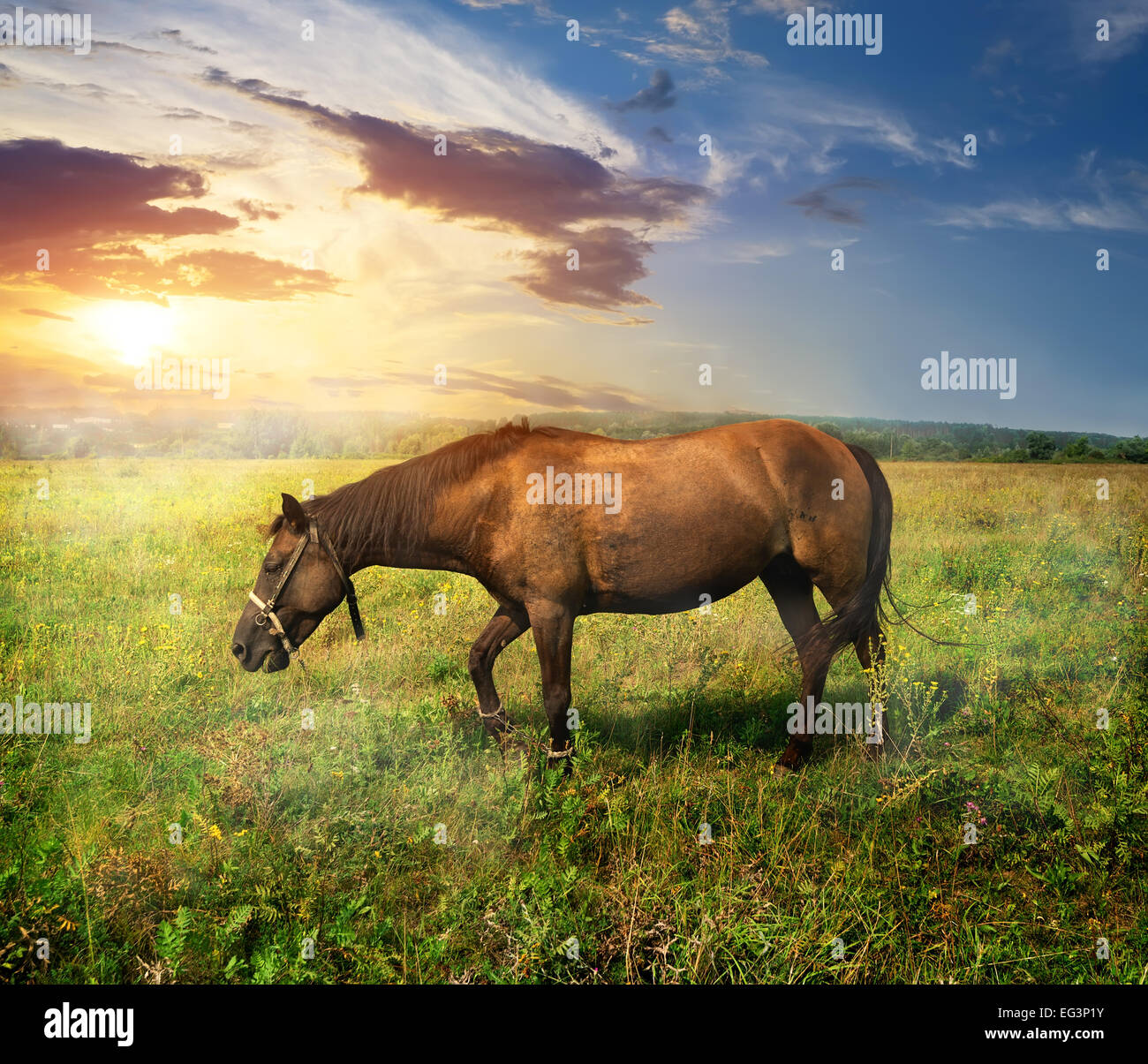 Beautiful horse on a pasture at sunrise Stock Photo