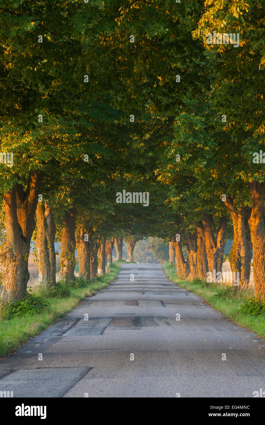 Silver lime trees / Silver Linden (Tilia tomentosa) bordering desolate road in the countryside in summer Stock Photo