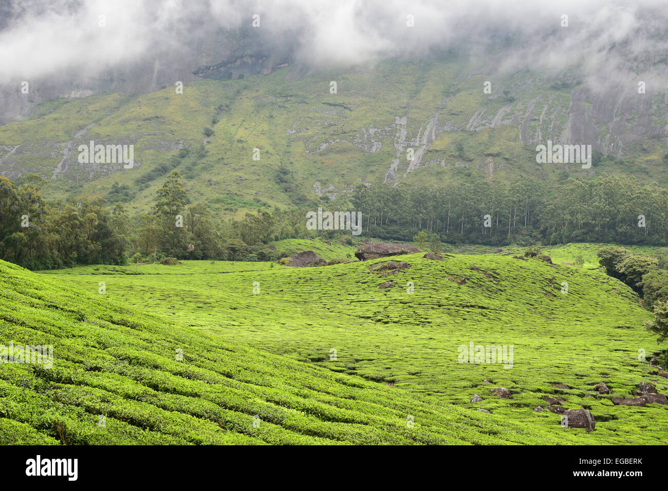 Munnar Eravikulam National Park Scenery view of Western Ghats Hills and Tea Plantation Stock Photo