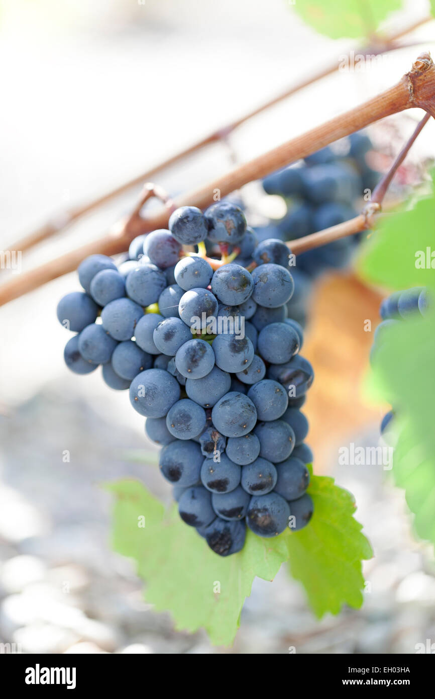 Grapes : Zweigeltrebe Blau. Stock Photo