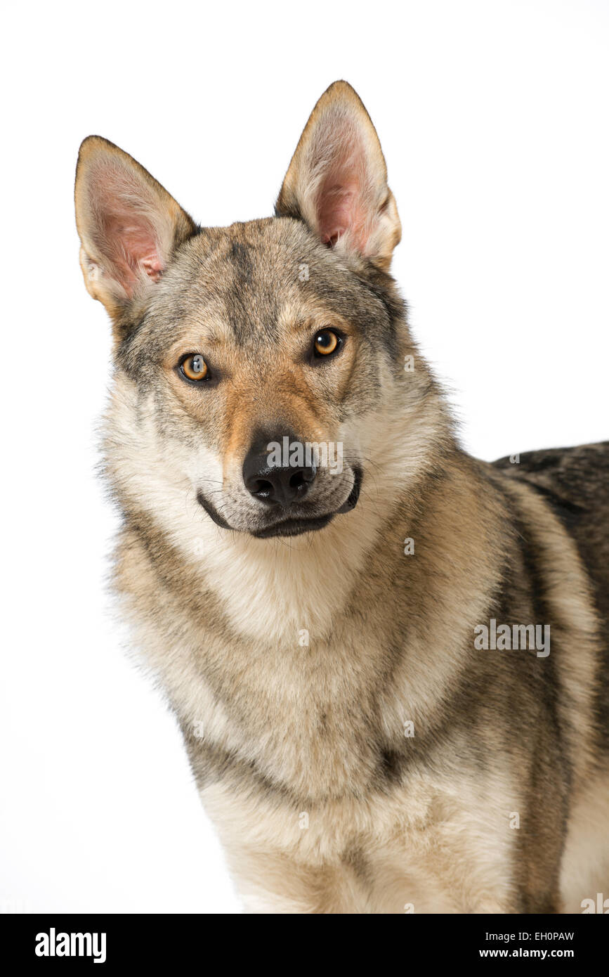 Wolf dog isolated on white Stock Photo