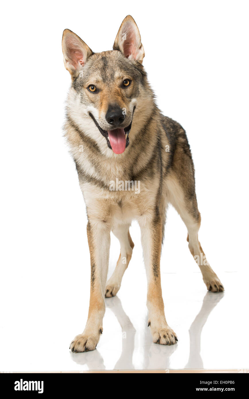 Wolf dog isolated on white Stock Photo