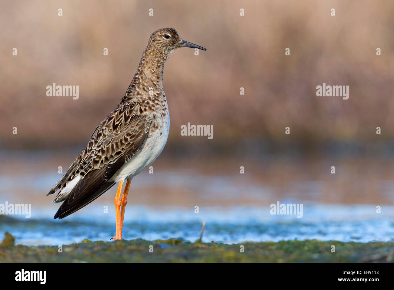 Ruff; PHilomachus pugnax Stock Photo