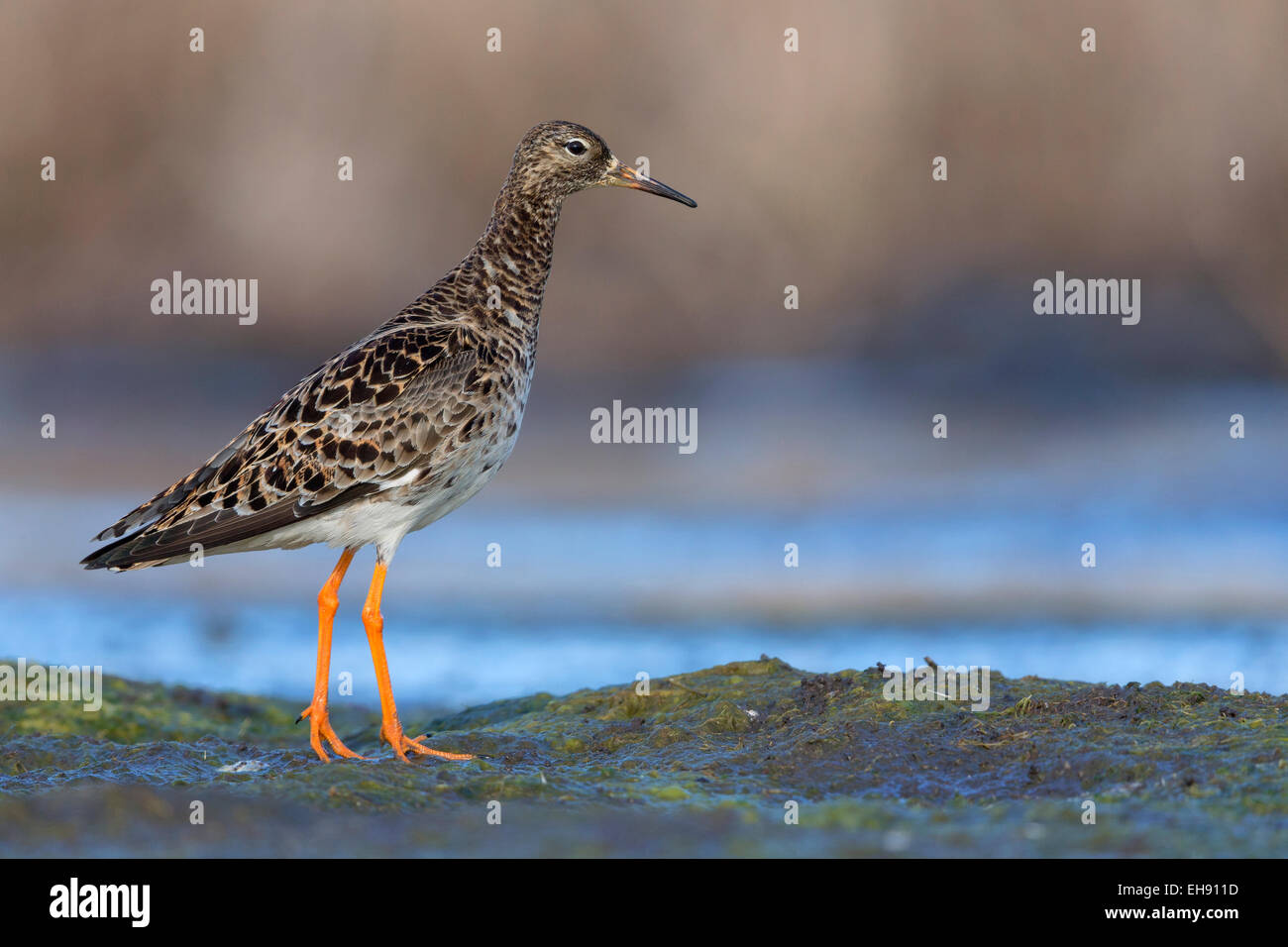 Ruff; PHilomachus pugnax Stock Photo