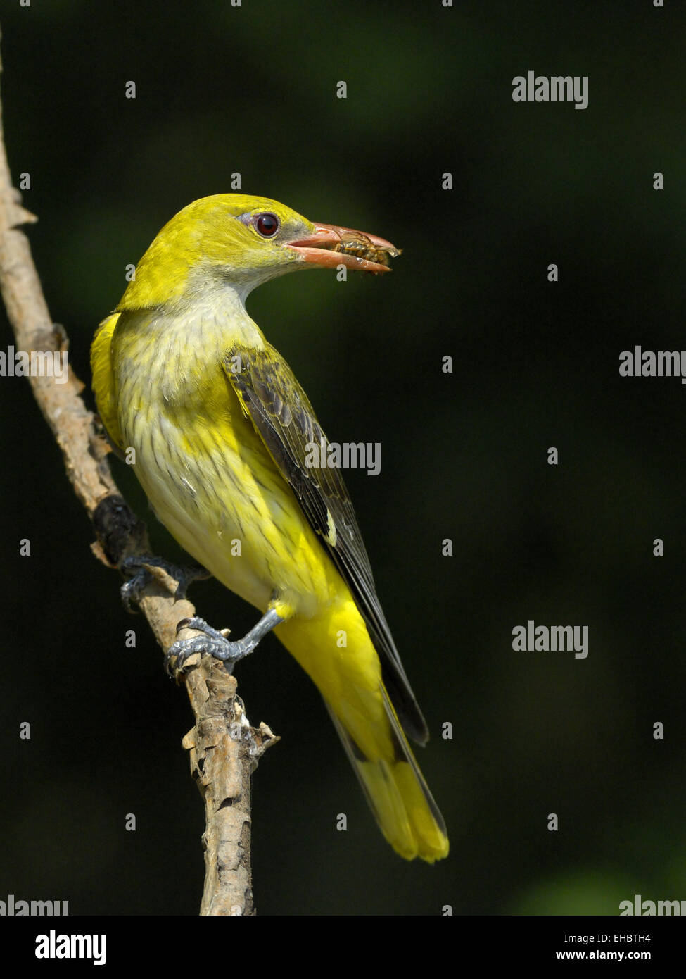 Golden Oriole Stock Photo