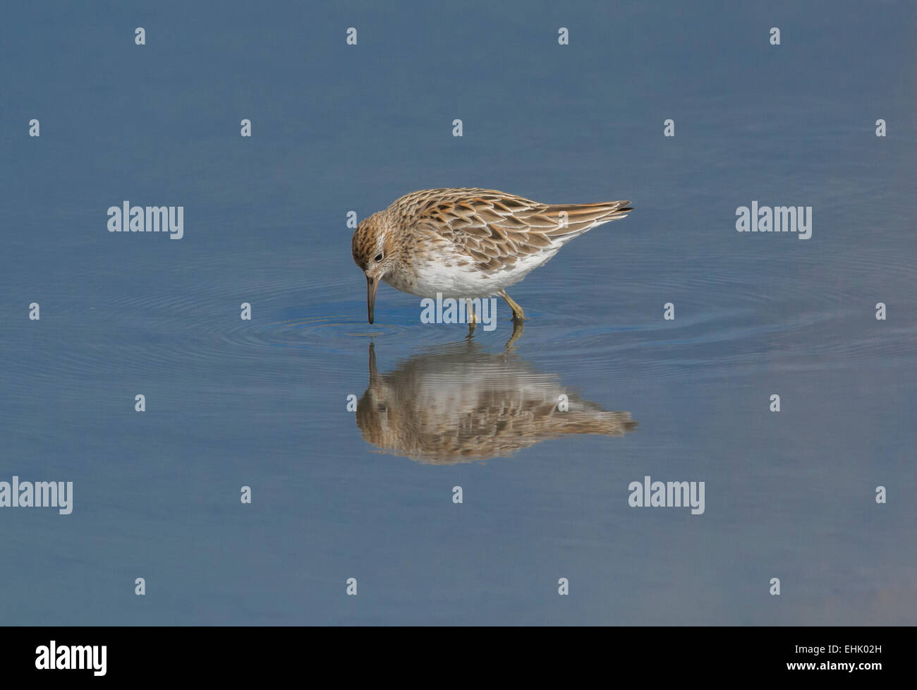 Sharp-tailed Sandpiper Stock Photo