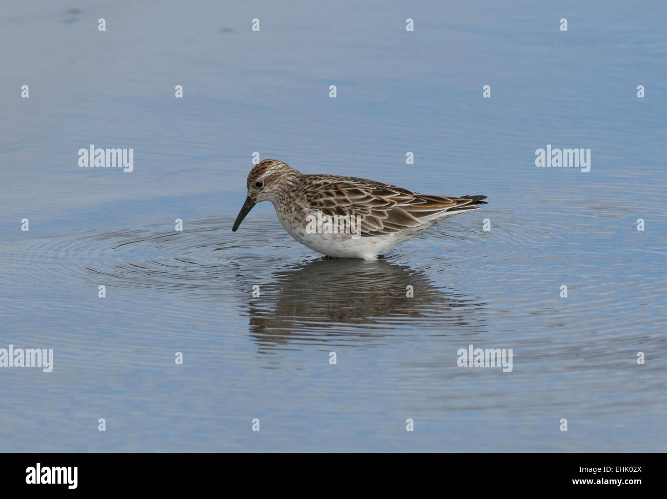 Sharp-tailed Sandpiper Stock Photo