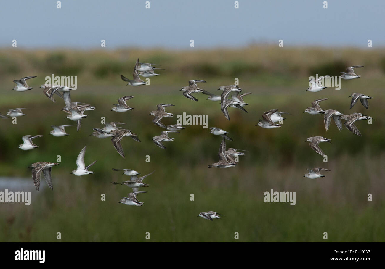 Sharp-tailed Sandpipers Stock Photo