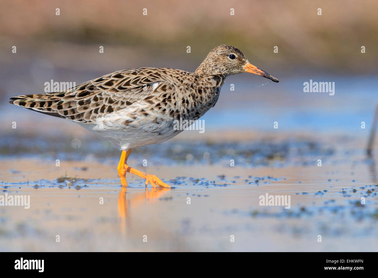 Ruff, Campania, Italy (Philomachus pugnax) Stock Photo