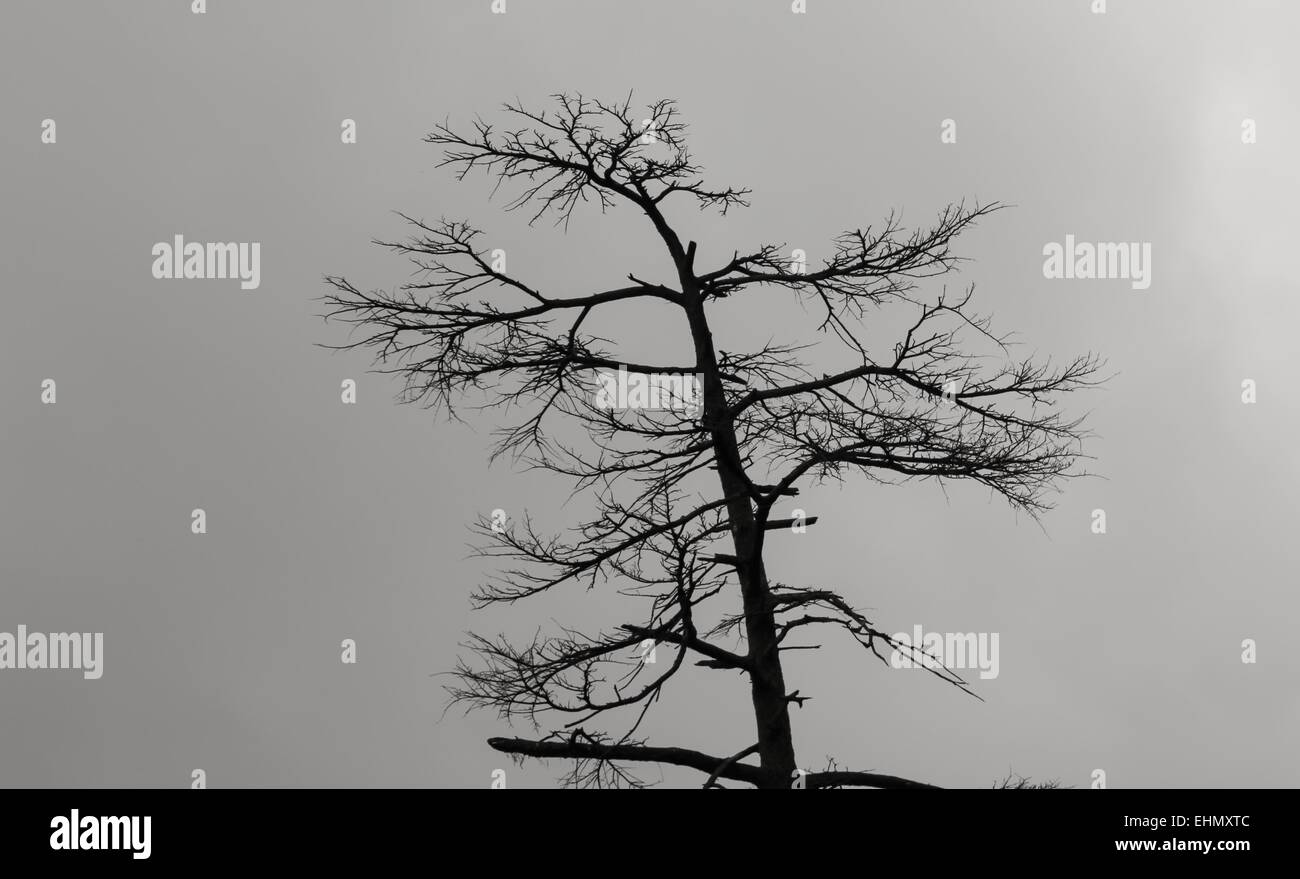 Deodar Tree in winters with clouds Stock Photo