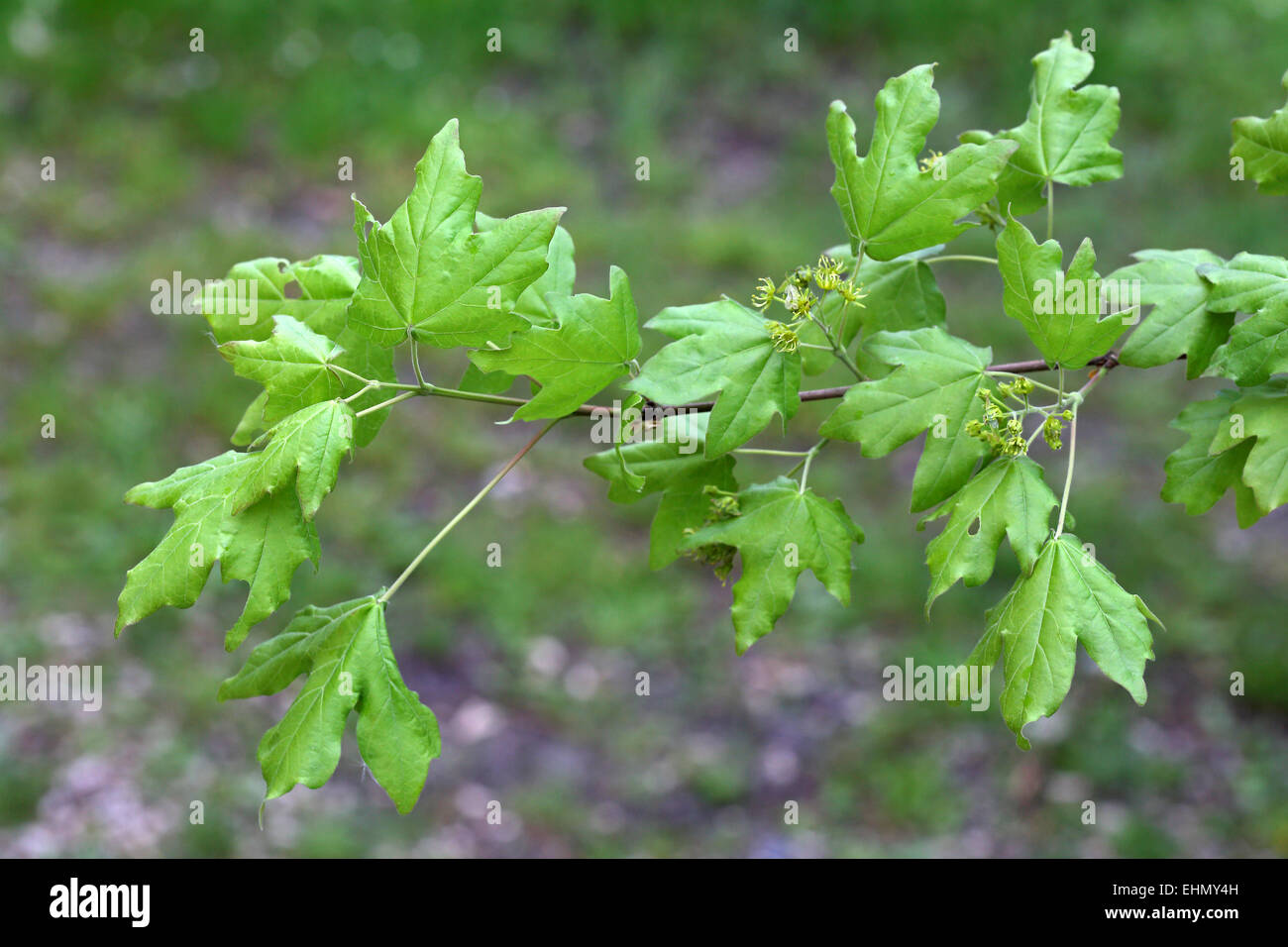 Acer campestre, Field maple Stock Photo