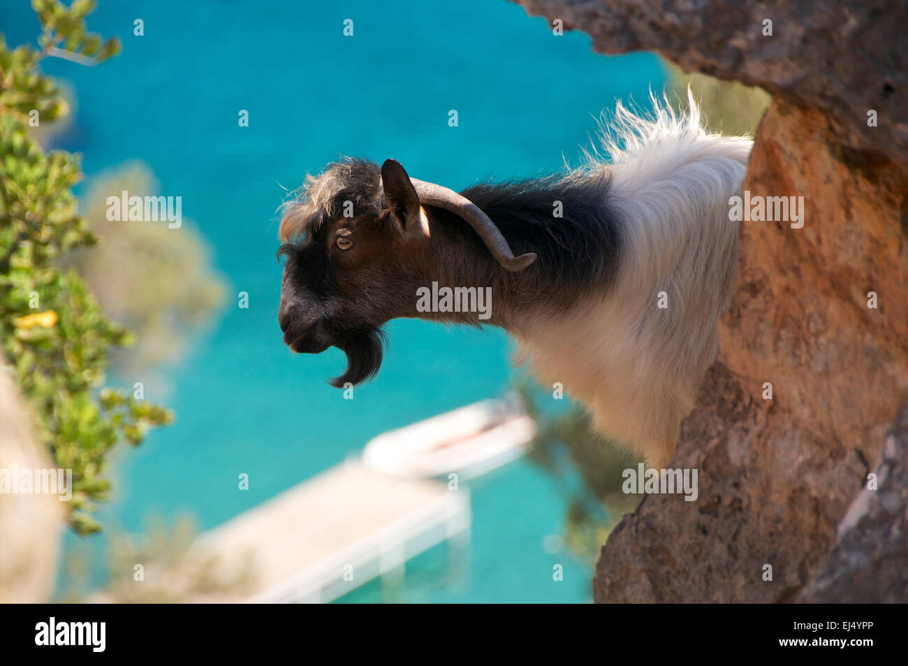 Cretan goat with curly beard by the sea Stock Photo