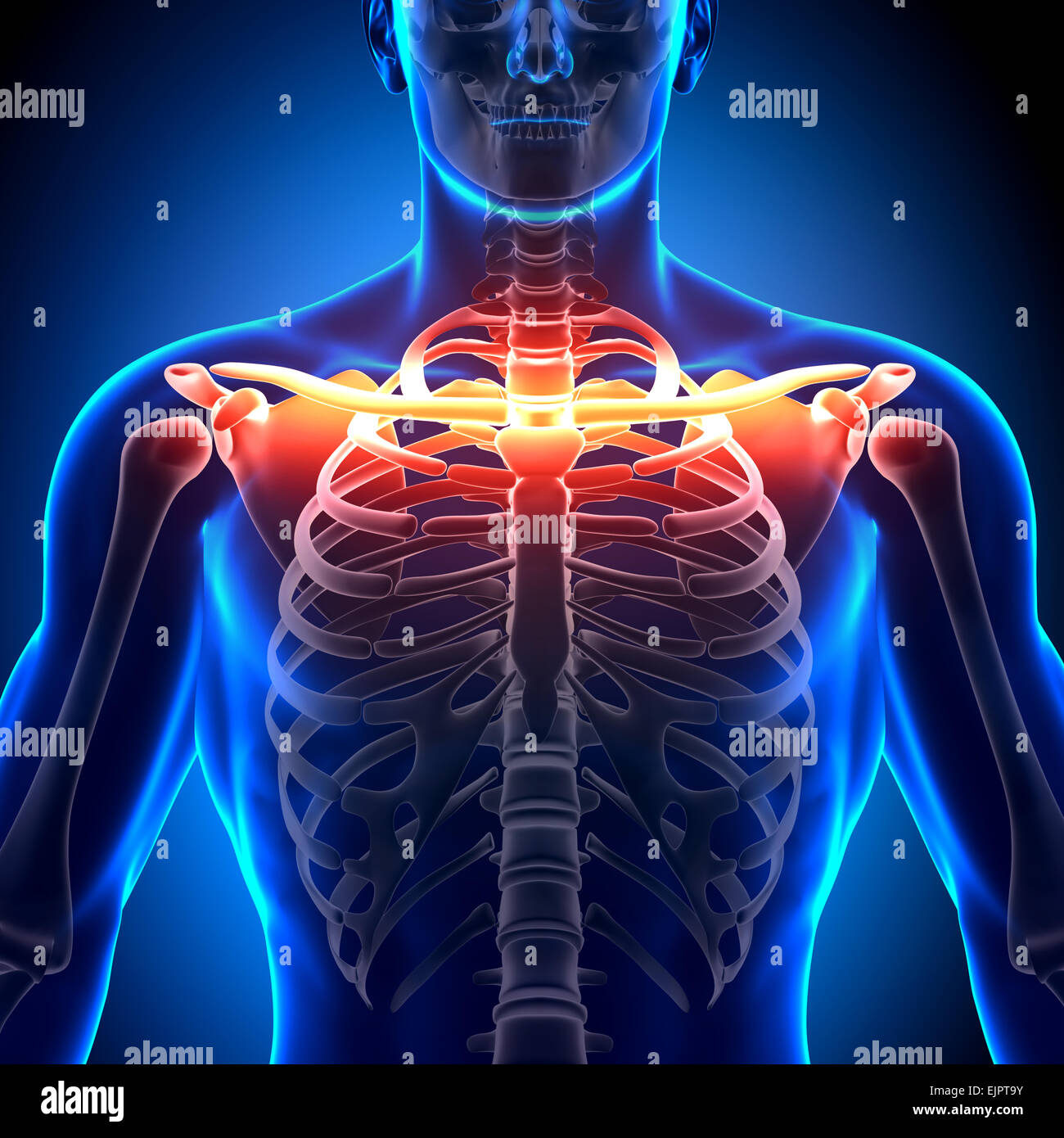 Clavicle Muscle Attachments