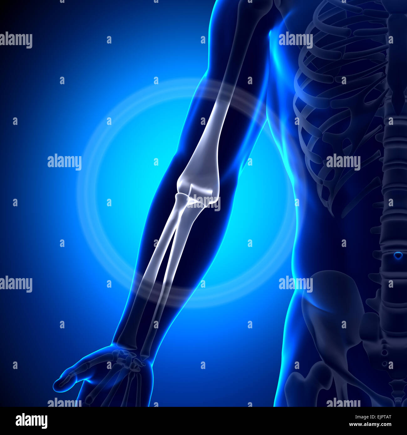 Male Elbow - Anatomy Bones Stock Photo