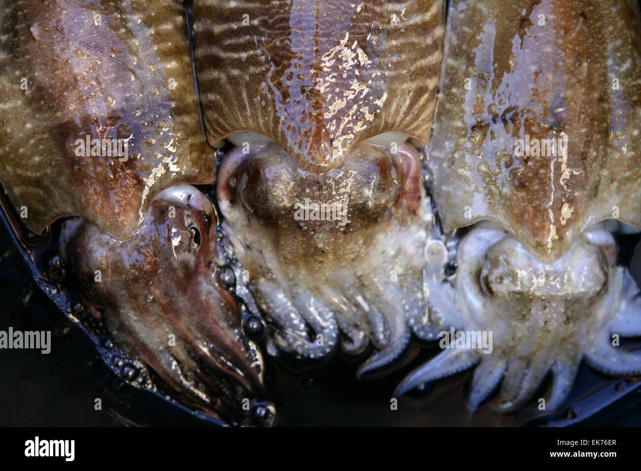 three cuttlefish squid in the marketplace Stock Photo