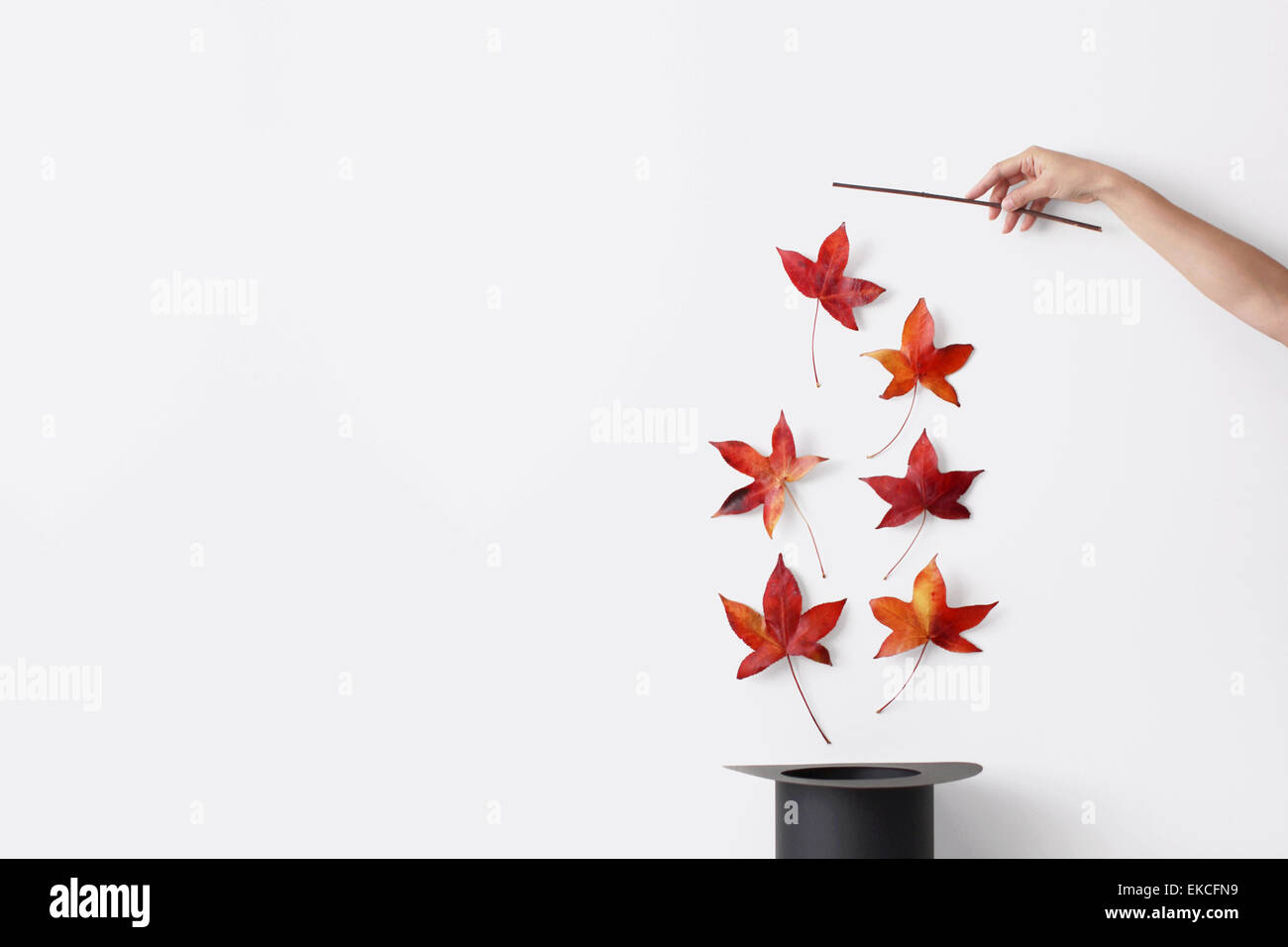 Woman's hand holding a magic wand pulling autumn leaves out of a hat Stock Photo