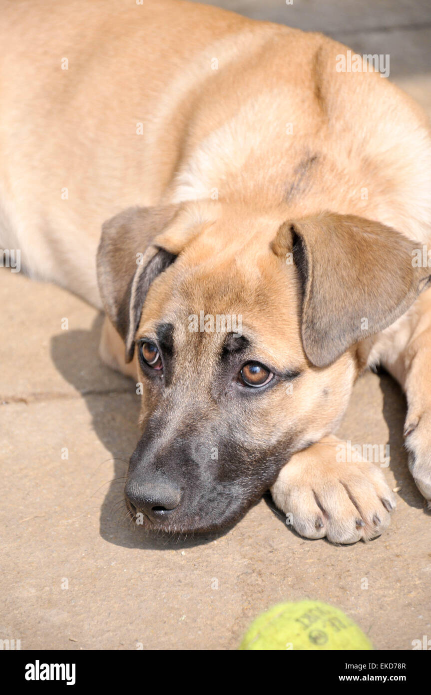 german shepherd cross puppy playing with a tennis ball Stock Photo