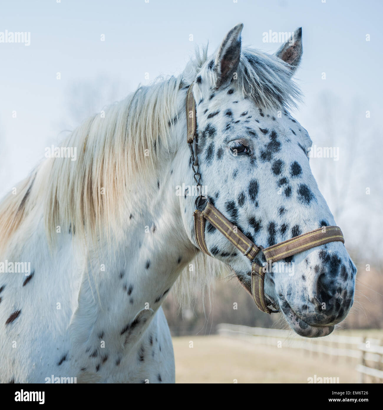 Closeup portrait of a beautiful horse Stock Photo