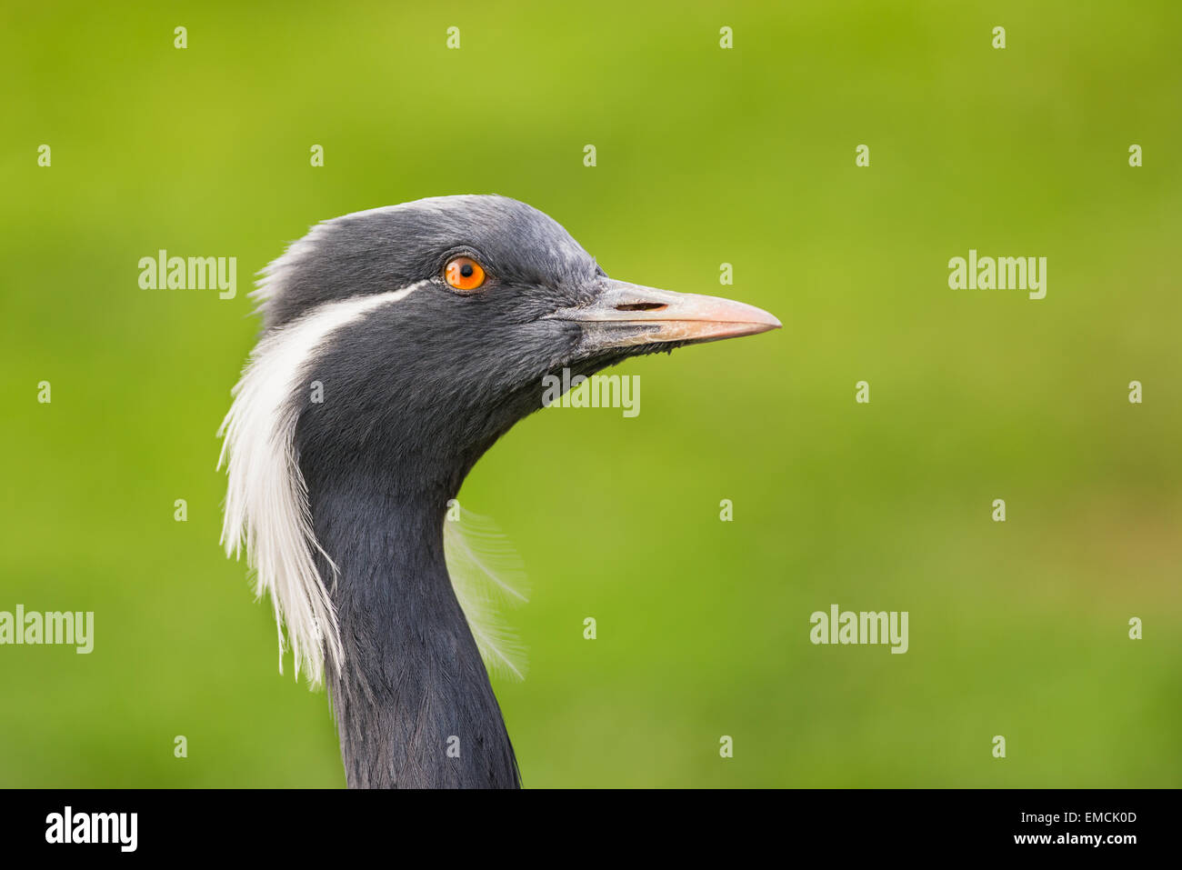 Portrait of  demoiselle crane (Anthropoides virgo) Stock Photo