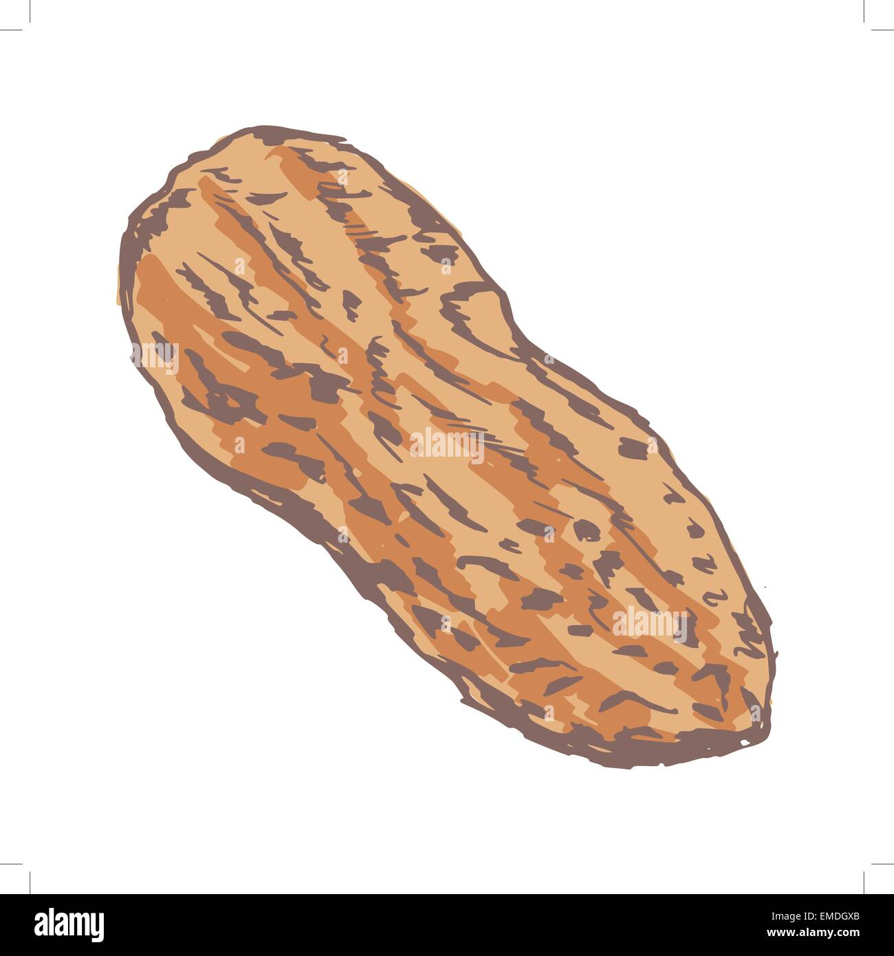 peanut Stock Vector