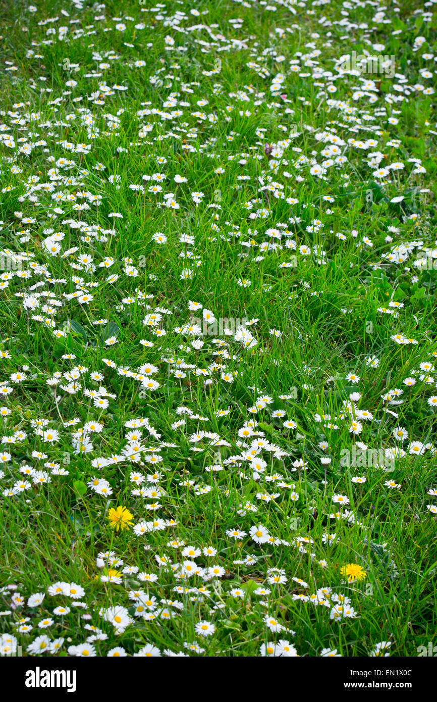 Daisy flowers in grass lawn daisies Stock Photo