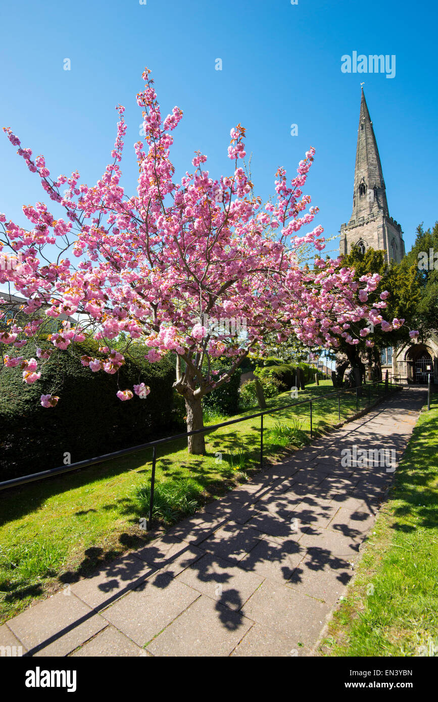 Spring blossom at All Hallows Church in Gedling, Nottingham Nottinghamshire England UK Stock Photo